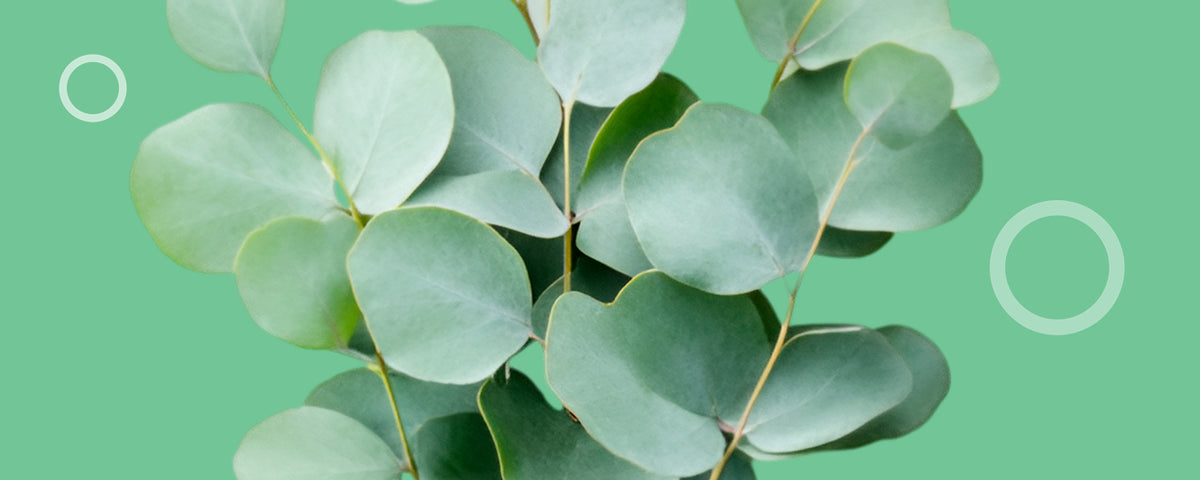 Eucalyptus oil