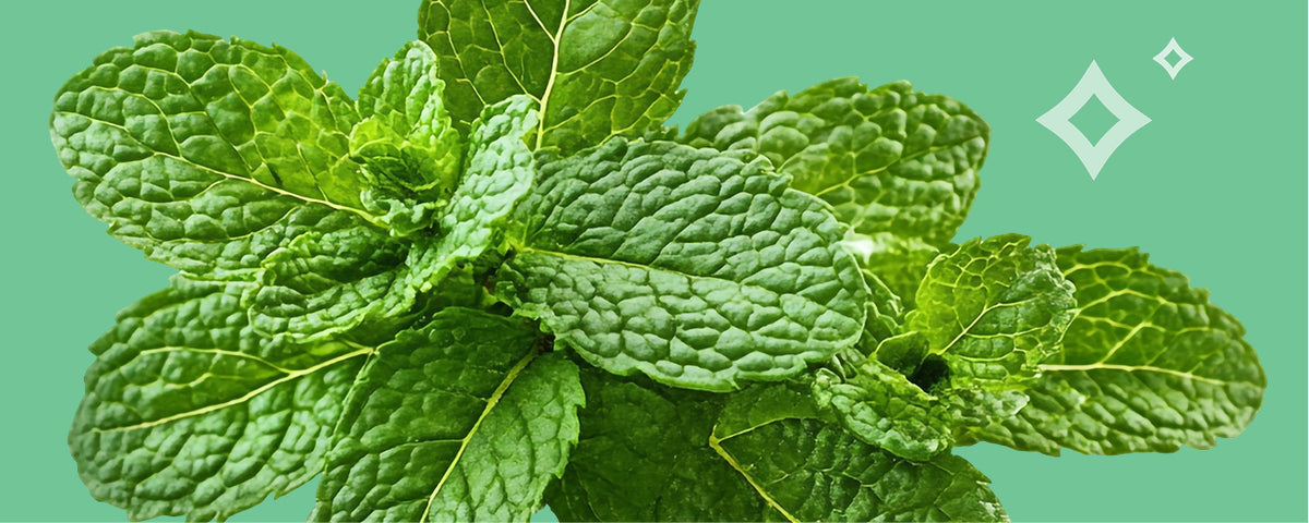 Menthol